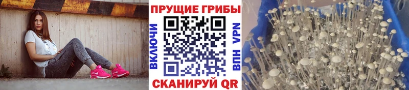 hydra зеркало  купить   shop клад  Псилоцибиновые грибы Magic Shrooms  Ливны 